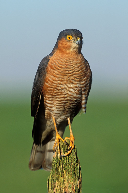 Sparrowhawk (Accipiter nisus) adult male perched on post. UK.
